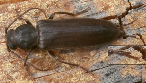 Arhopalus sp.